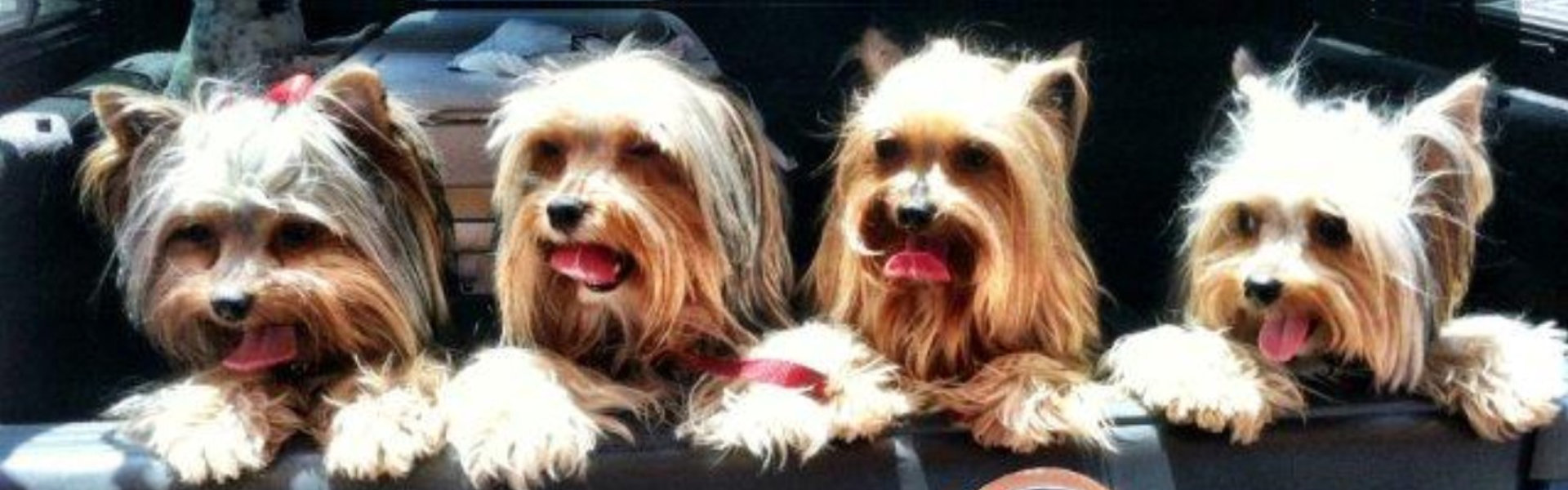 set of puppies
